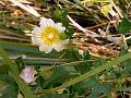 Balsam Pear